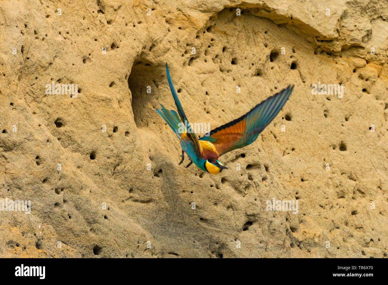 European bee eater (Merops apiaster), starting from a nesting hole, Germany, Bavaria Stock Photo