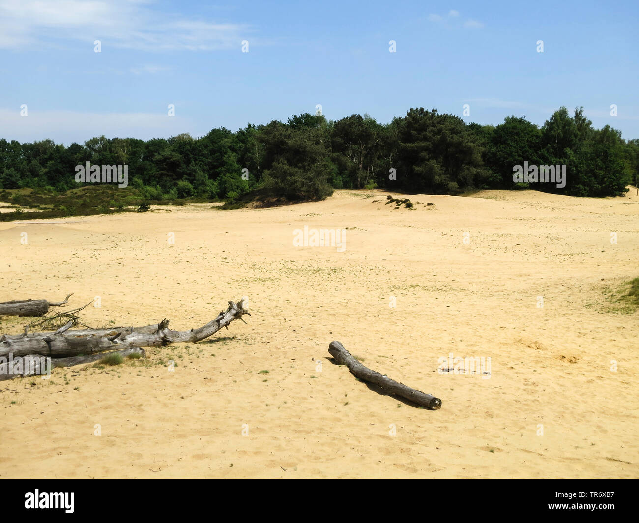 dead tree in the dunes of Nationalpark De Maasduinen, Netherlands, Limburg, National Park De Maasduinen, Landgoed de Hamert Stock Photo