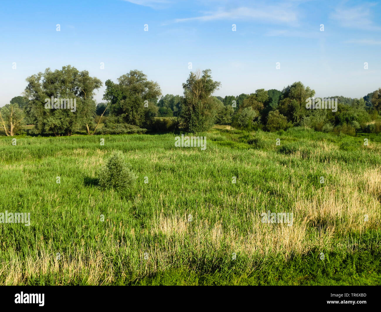 Grassland at Ooijpolder in spring with trees in background, Netherlands, Gelderland, Ooijpolder Stock Photo