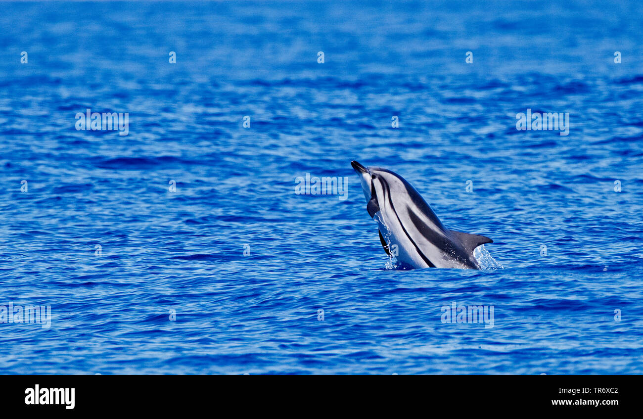 striped dolphin, blue-white dolphin, Euphrosyne dolphin (Stenella coeruleoalba), jumping out of the water, Azores, Graciosa Stock Photo
