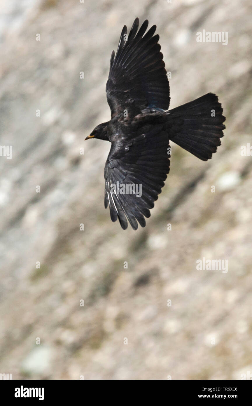 alpine chough (Pyrrhocorax graculus), juvenile flying, Austria Stock Photo