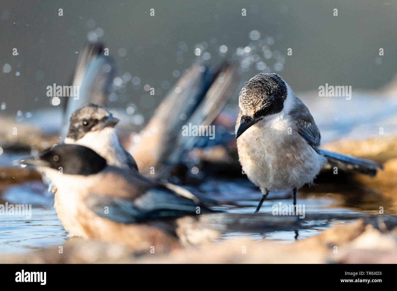 Iberian azure-winged magpie (Cyanopica cooki), three azure-winged magpies bathing in shallow water, Spain, Extremadura Stock Photo