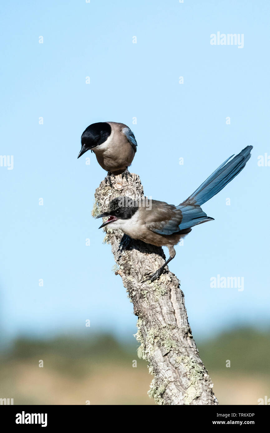 Iberian azure-winged magpie (Cyanopica cooki), two azure-winged magpies perching on a branch, Spain, Extremadura Stock Photo