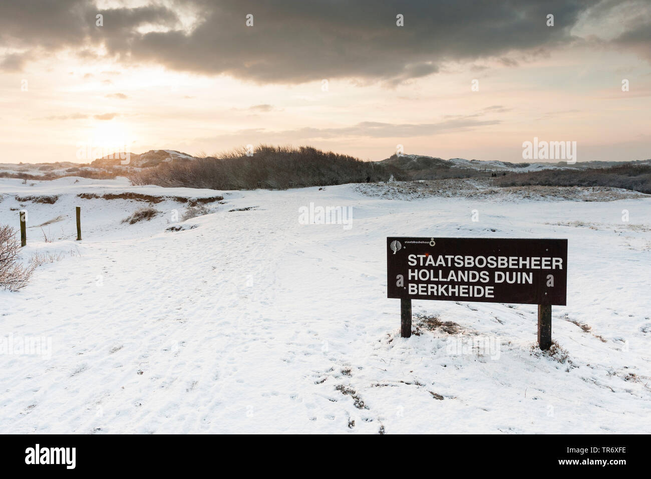 Sign of Staatsbosbeheer in snow-covered dunes at Nationaal Park Hollandse Duinen, Netherlands, South Holland, Hollandse Duinen National Park, Katwijk aan Zee Stock Photo