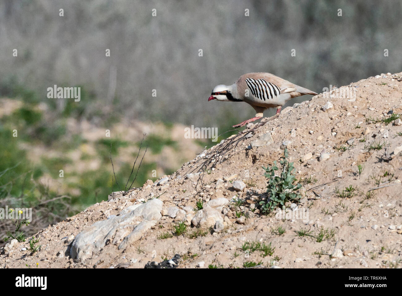 chukar partridge (Alectoris chukar), walking down a hill, Israel Stock Photo