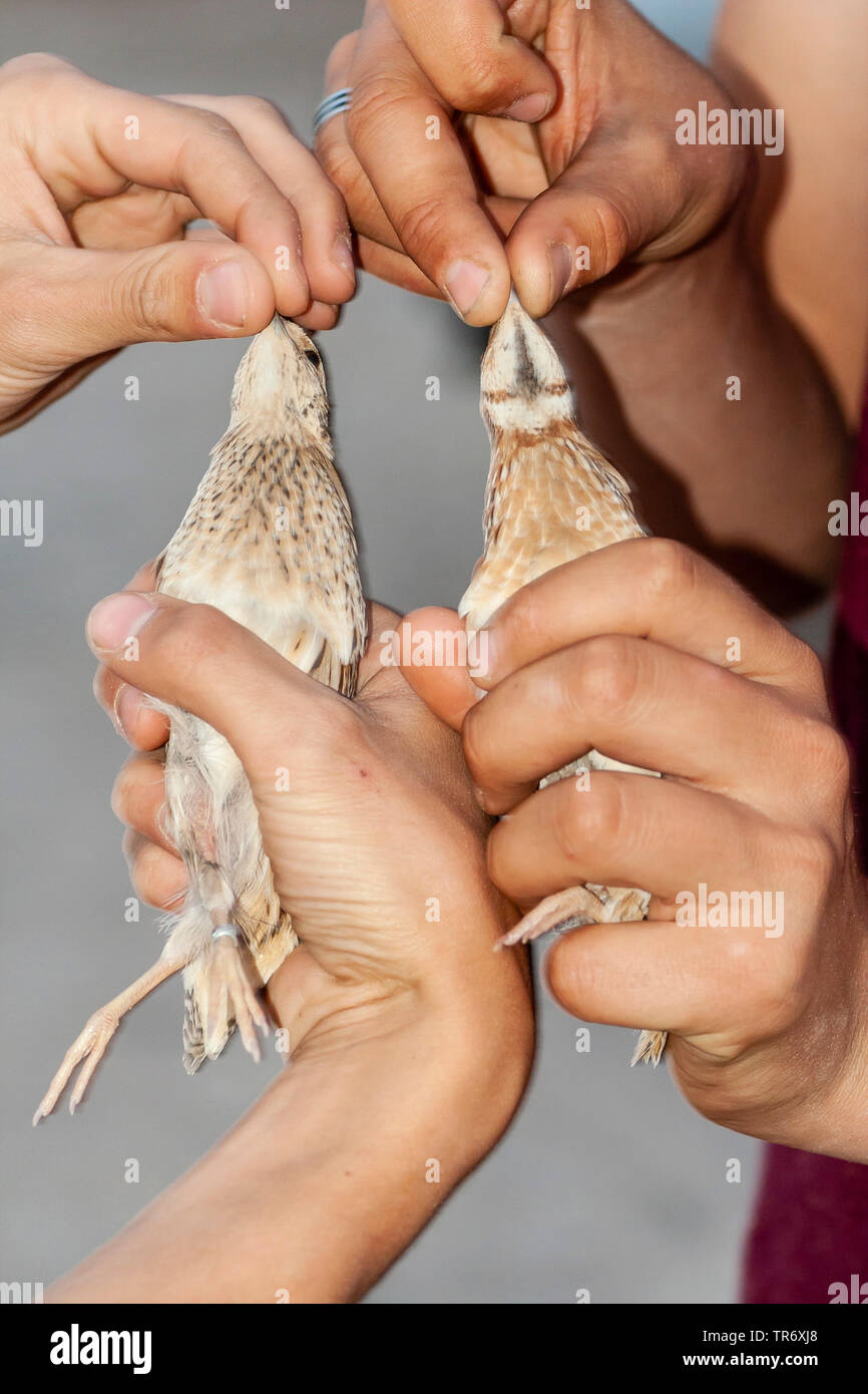 common quail (Coturnix coturnix), male and female caught at Eilat birding ringing center (IBRCE), showing different throat pattern, Israel Stock Photo
