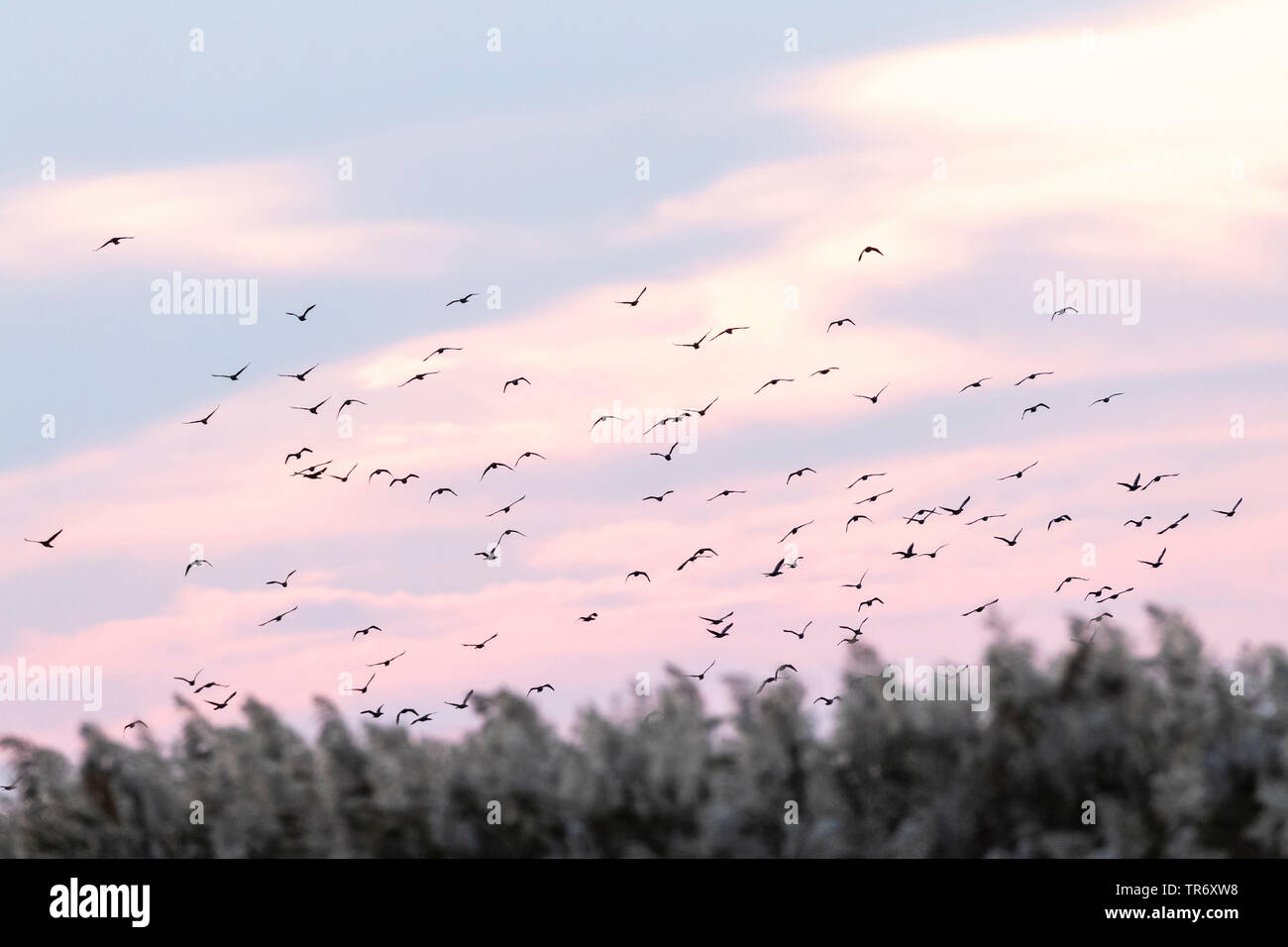 pygmy cormorant (Phalacrocorax pygmeus, Microcarbo pygmaeus), flock at