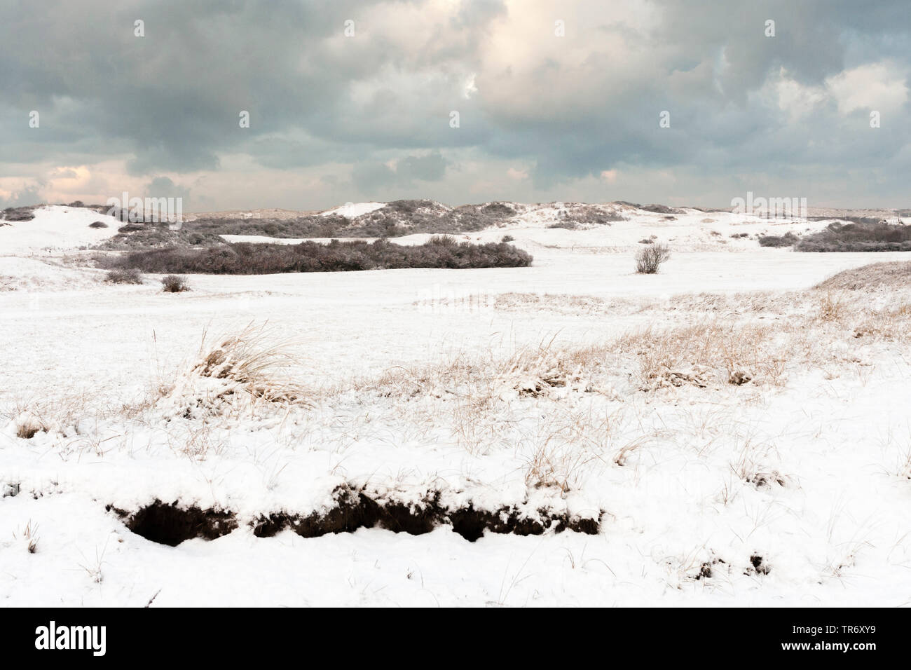 snow-covered landscape at Hollands Duin in winter, Netherlands, South ...