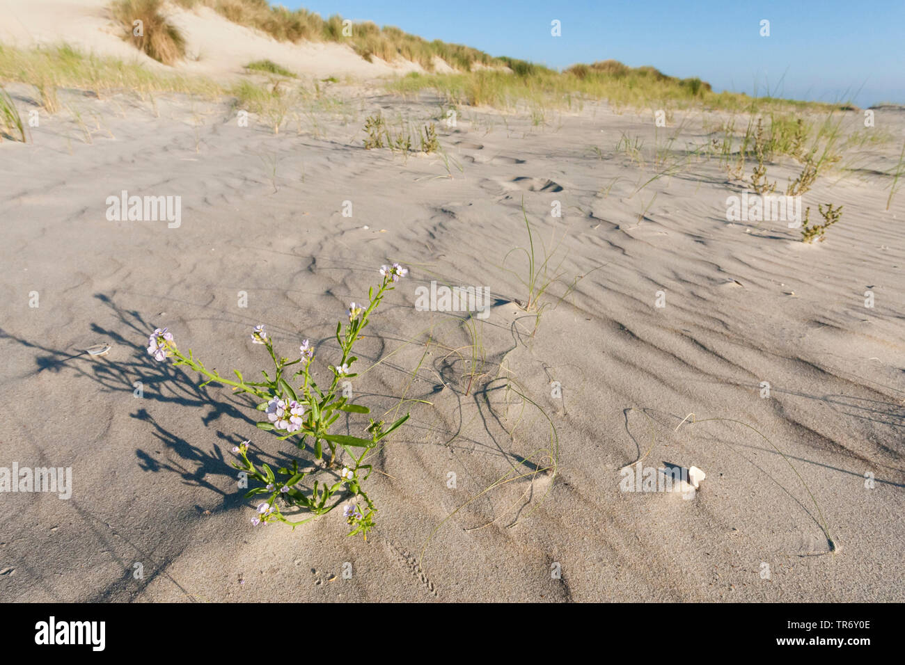 European searocket, sea rocket (Cakile maritima), blooming in the dunes, Netherlands, Frisia, Vlieland Stock Photo