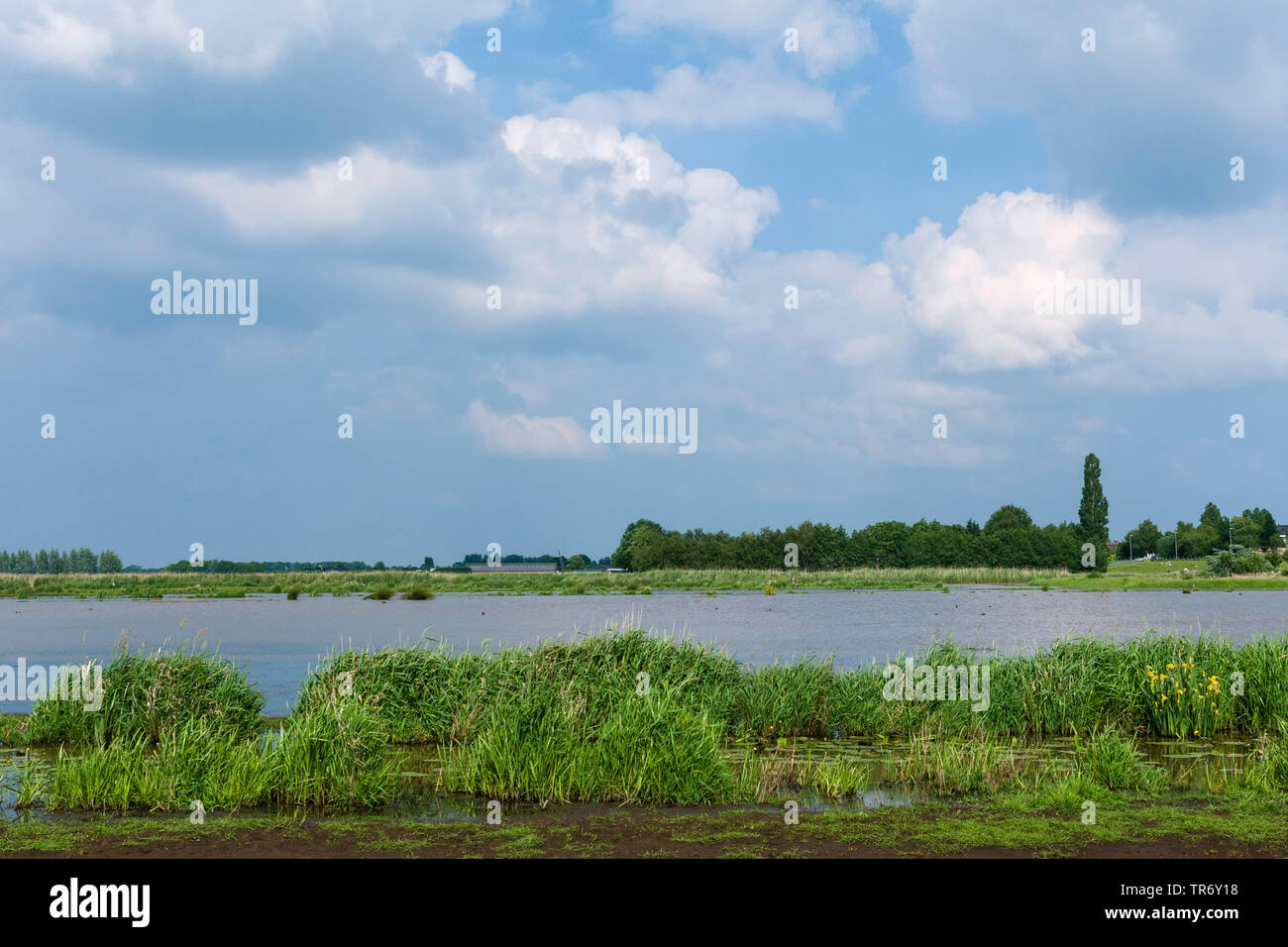 wetland in spring, Netherlands, South Holland, Ruygeborg, Nieuwkoop Stock Photo
