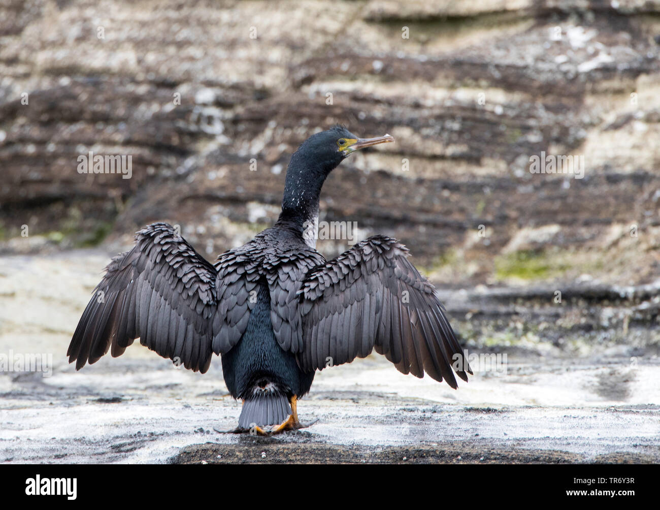 chatham is cormorant (Phalacrocorax featherstoni), New Zealand, Chathams Islands Stock Photo