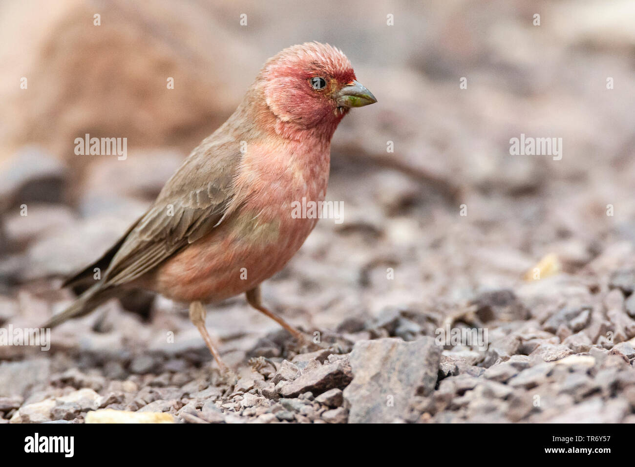 sinai rosefinch (Carpodacus synoicus), male, national bird of Jordan, Israel, Negev, Eilat Stock Photo