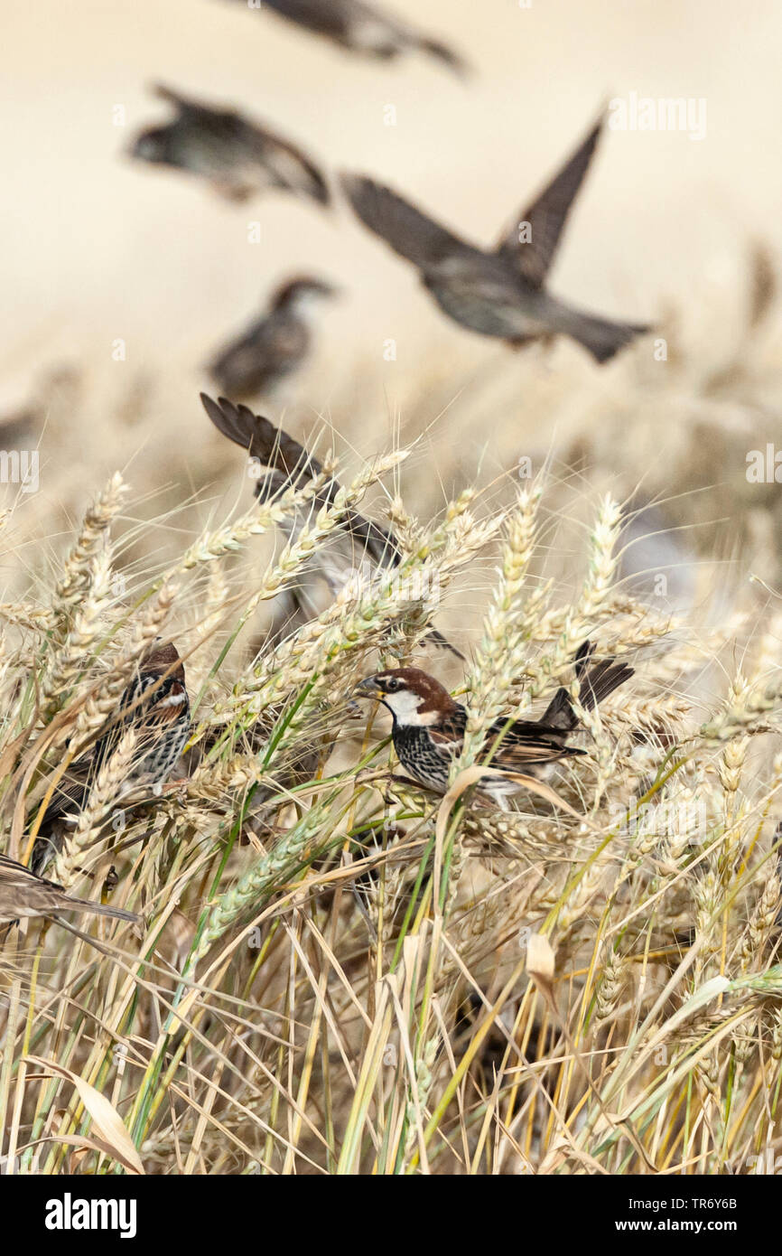 Spanish sparrow (Passer hispaniolensis), group, Israel, Negev, Eilat Stock Photo