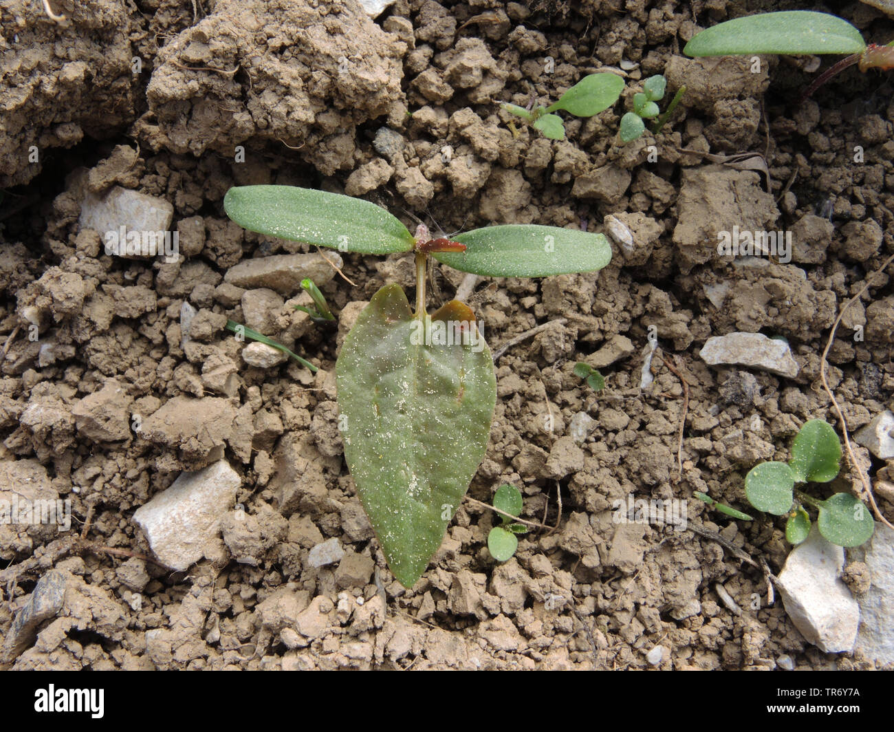 Climbing buckwheat, Black bindweed (Fallopia convolvulus, Polygonum convolvulus, Bilderdykia convolvulus), seedling, Germany, North Rhine-Westphalia Stock Photo