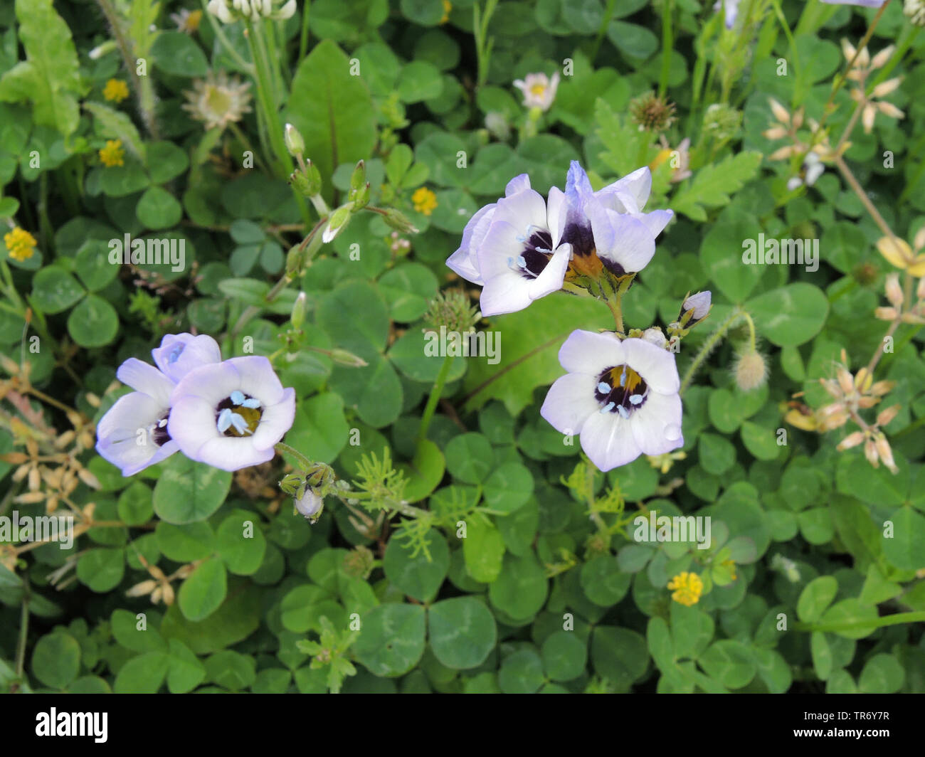 bird'seyes, bird'seye gilia, tricolor gilia (Gilia tricolor