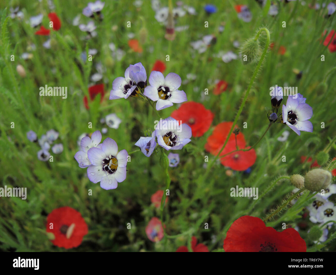 bird'seyes, bird'seye gilia, tricolor gilia (Gilia tricolor