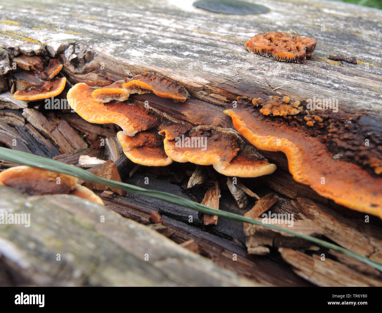 conifer mazegill (Gloeophyllum sepiarium), on an old wooden bench, Germany, North Rhine-Westphalia Stock Photo
