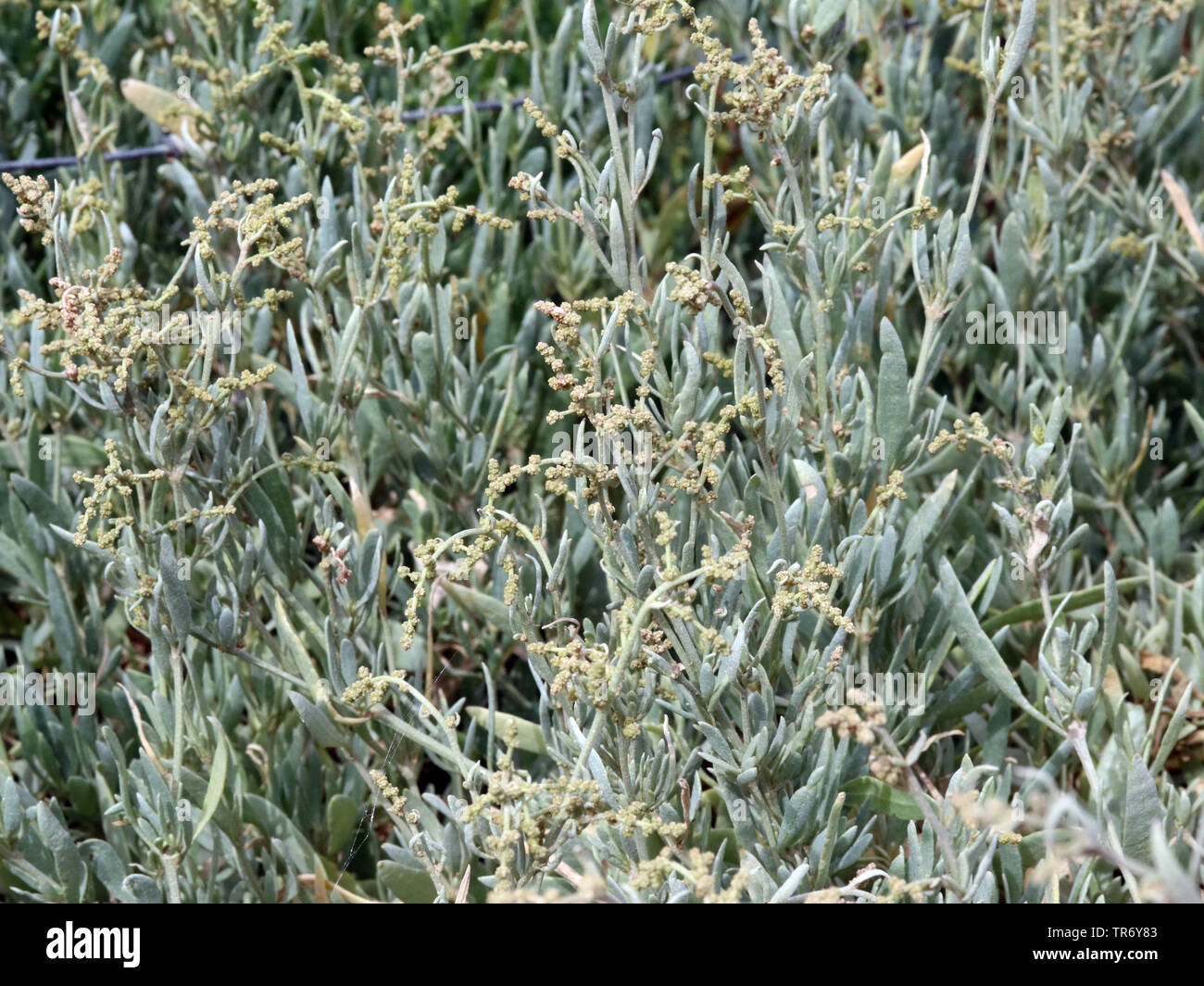 Sea purslane (Atriplex portulacoides, Halimione portulacoides), flowering, Spain, Balearic Islands, Majorca Stock Photo