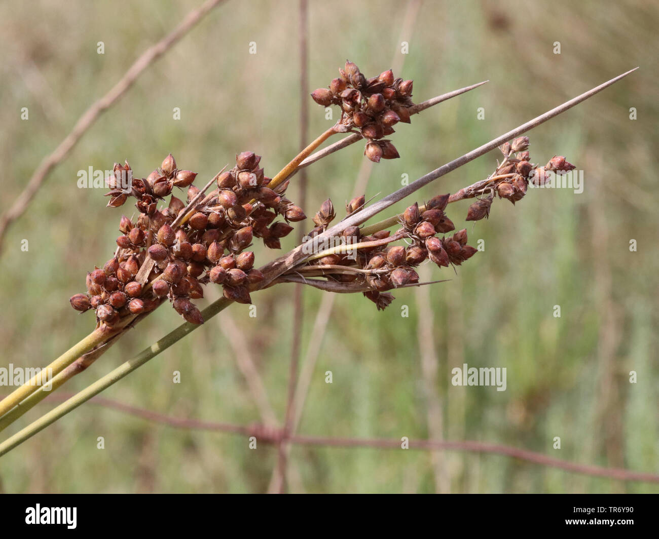 sharp rush (Juncus acutus), fruiting, Spain, Balearic Islands, Majorca Stock Photo