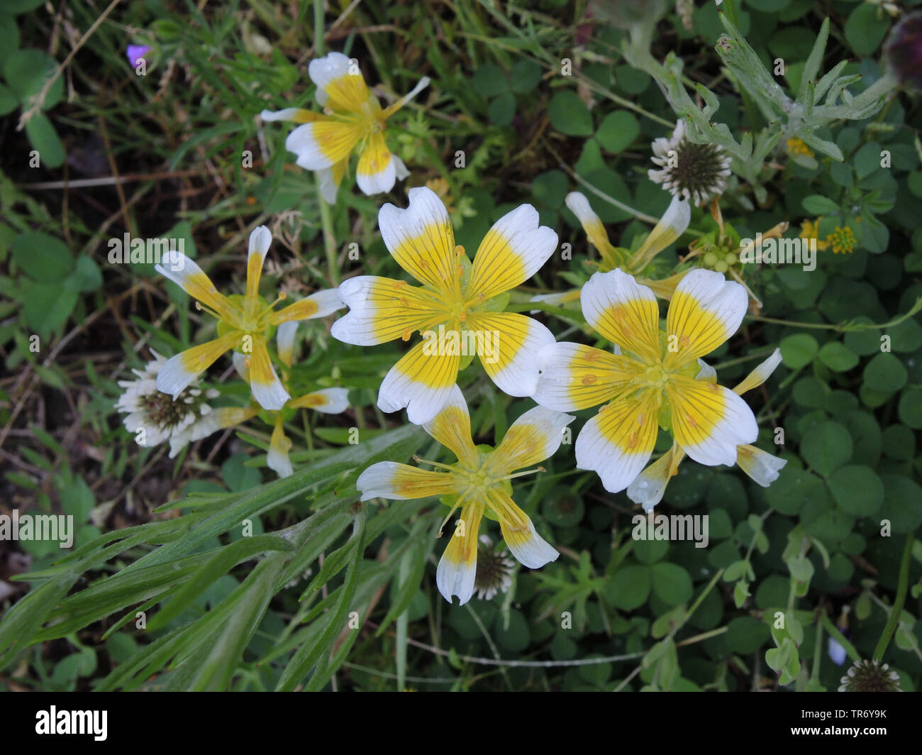 meadow foam (Limnanthes douglasii), blooming Stock Photo