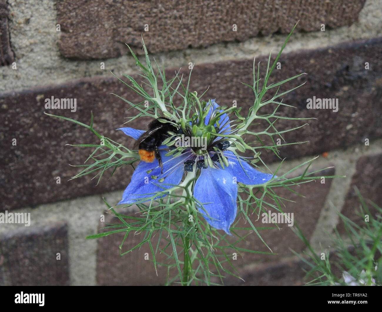 devil-in-the-bush, love-in-a-mist (Nigella damascena), blooming in a garden, with red-tailed bumble bee Stock Photo