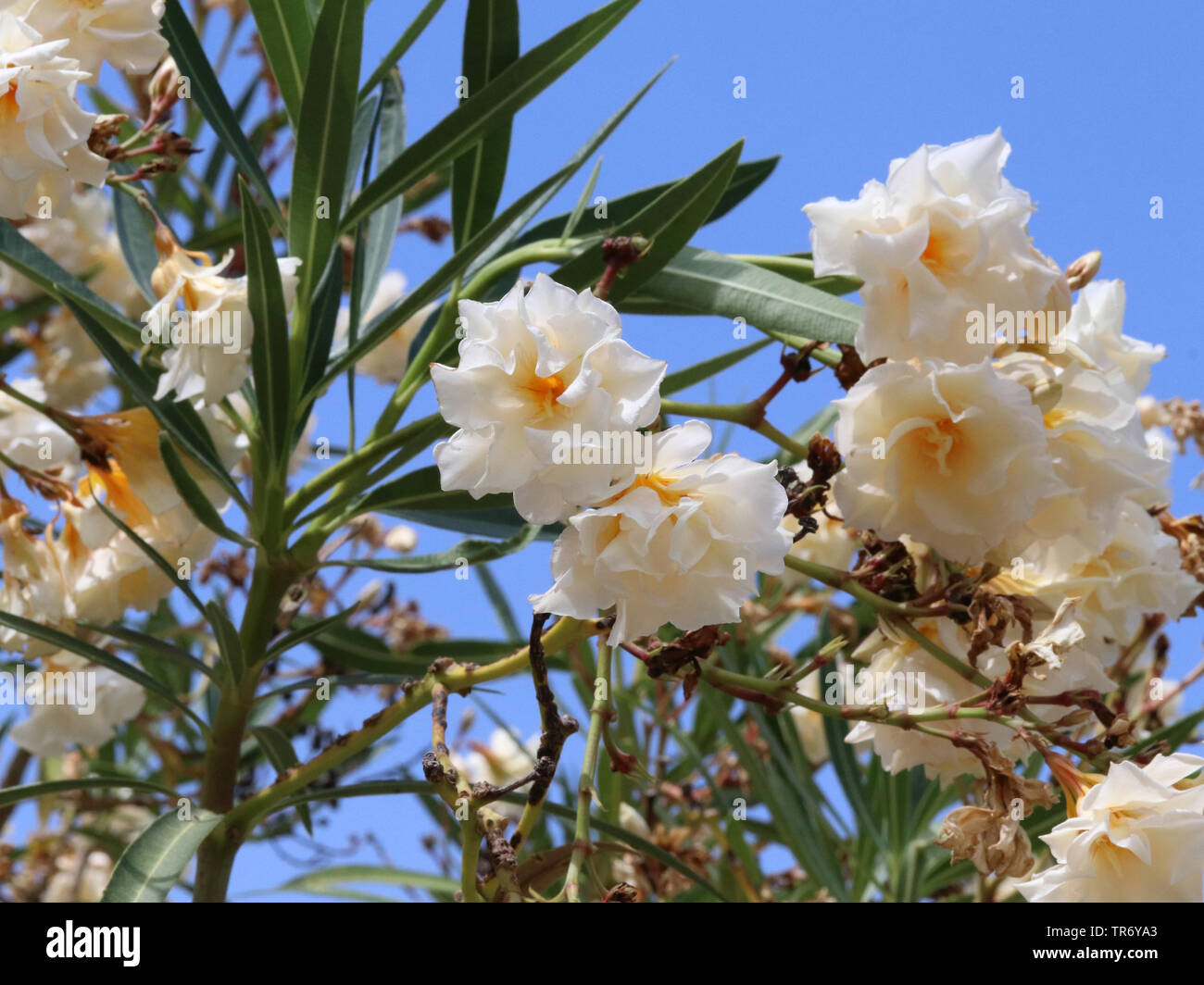 Oleander Nerium Oleander Blooming Stock Photo Alamy