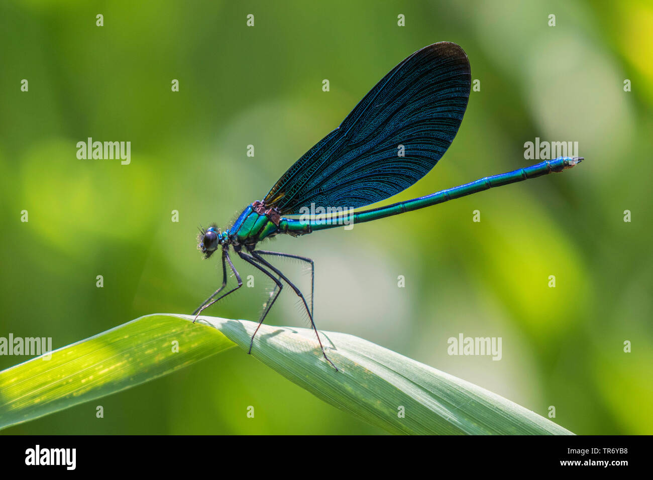 bluewing, demoiselle agrion (Calopteryx virgo), male on a leaf, Germany, Bavaria Stock Photo