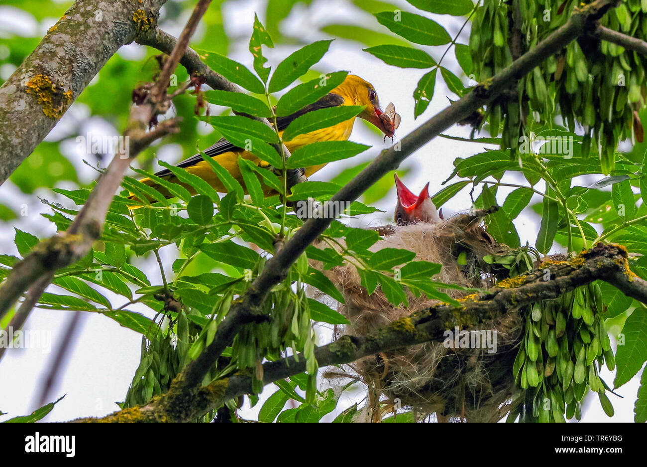 golden oriole (Oriolus oriolus), male feeding squab in the nest with a summer chafer, Germany, Bavaria Stock Photo