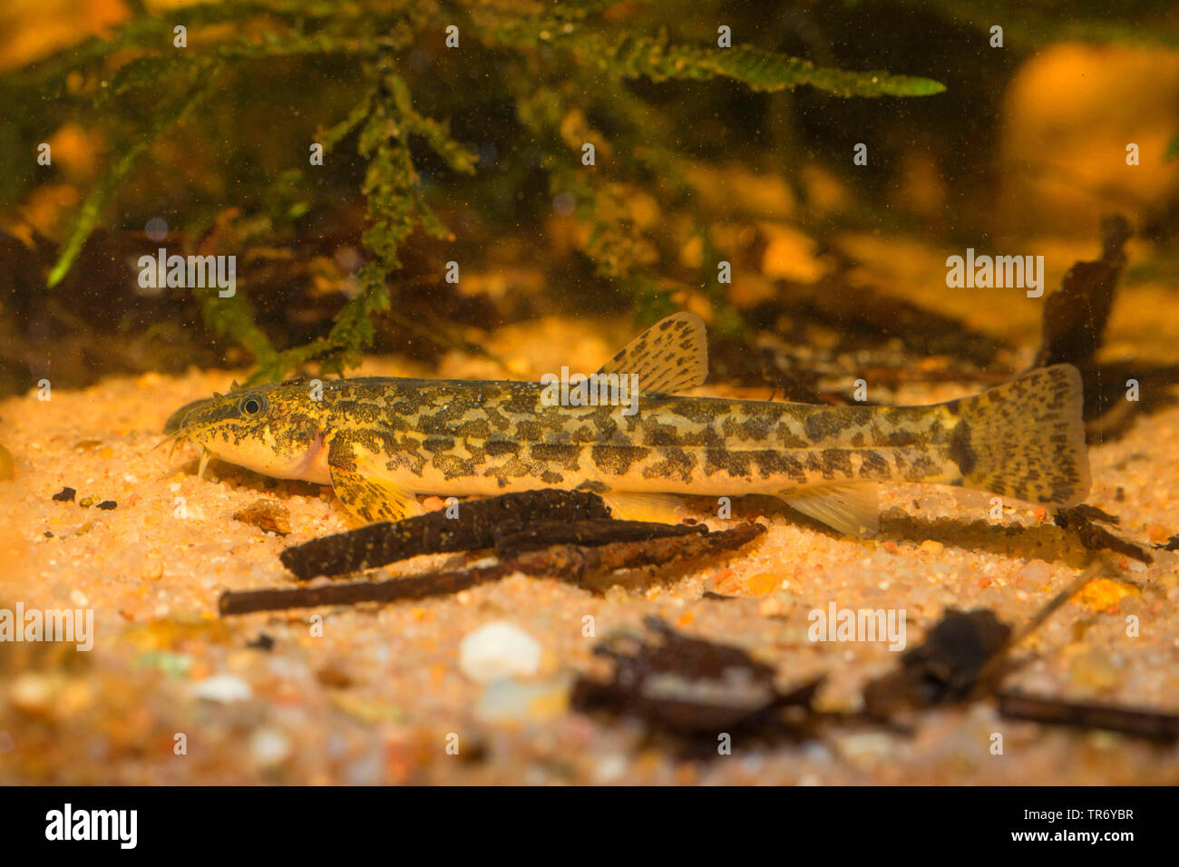 stone loach (Noemacheilus barbulatus, Barbatula barbatula, Nemacheilus barbatulus), at the bottom of the body of water Stock Photo