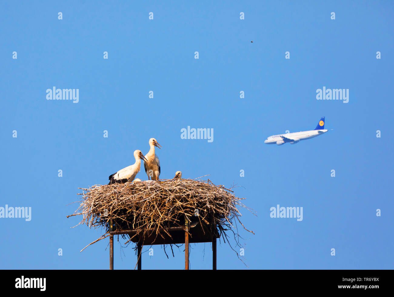 white stork (Ciconia ciconia), young storks in nest looking at a flying Boeing 737, Germany, Bavaria, Isental Stock Photo