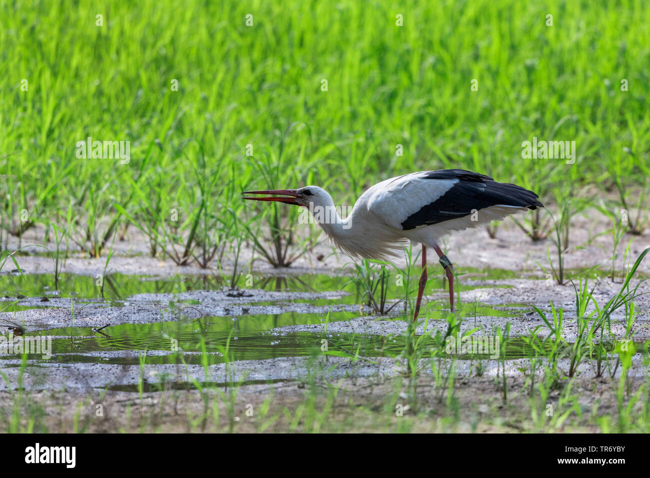 white stork (Ciconia ciconia), standing in shallow water and drinking, Germany, Bavaria, Isental Stock Photo