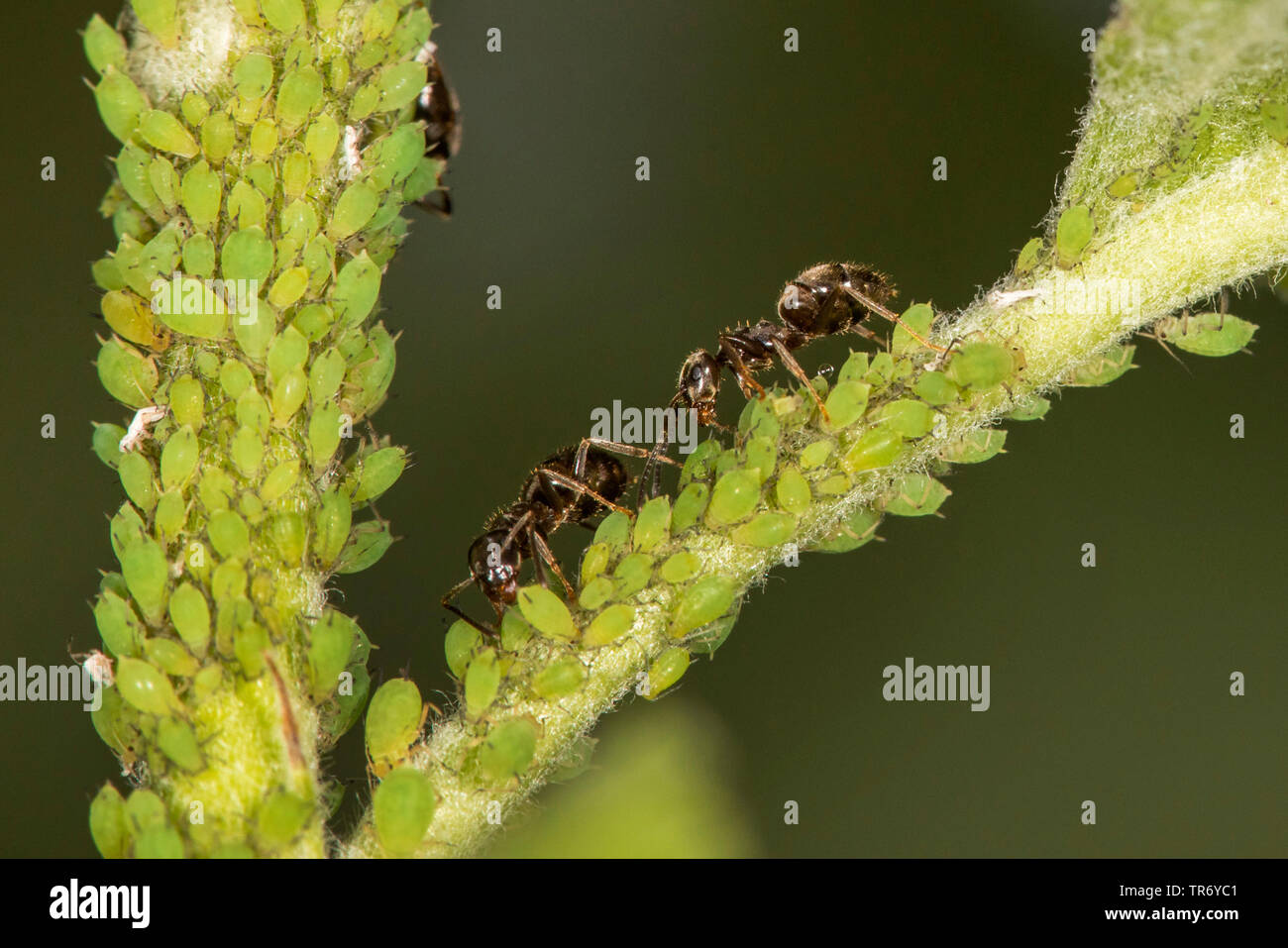 brown ant (Lasius brunneus), brown ant milking aphids in a colony on an apple tree twig, Germany, Bavaria, Isental Stock Photo