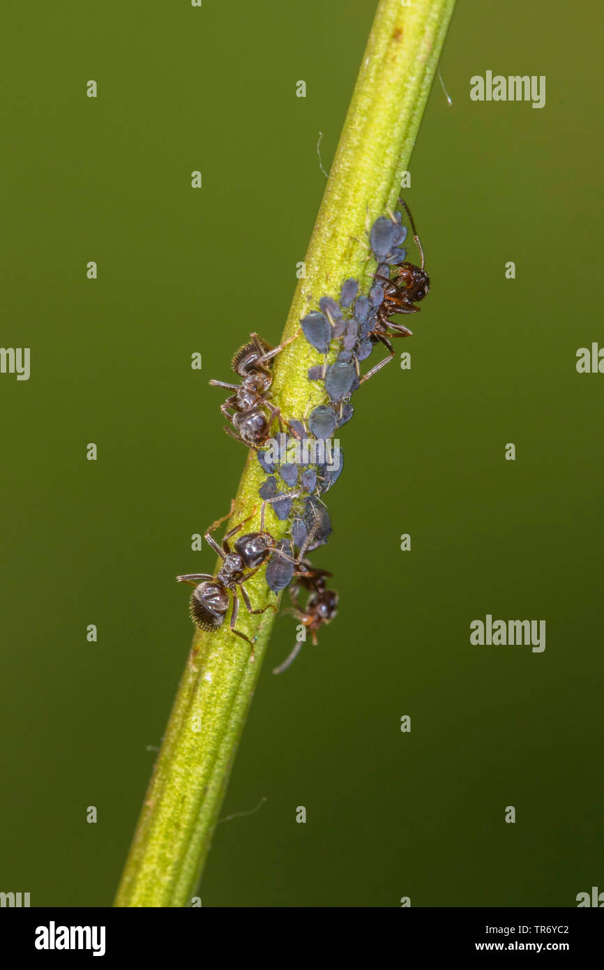 brown ant (Lasius brunneus), brown ants milking aphids, Germany, Bavaria Stock Photo