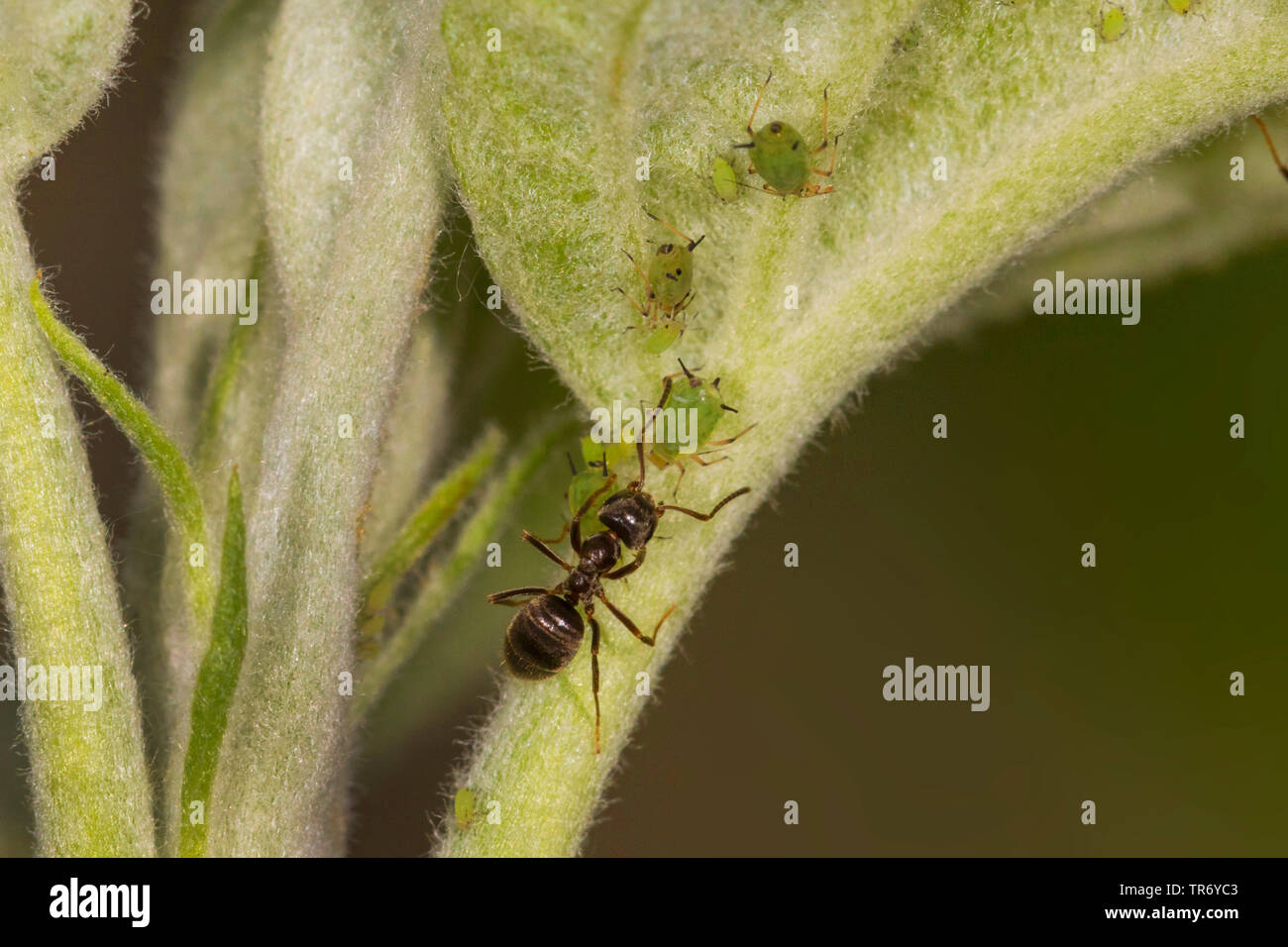 brown ant (Lasius brunneus), with aphid in a colony on an apple tree twig, Germany, Bavaria, Isental Stock Photo