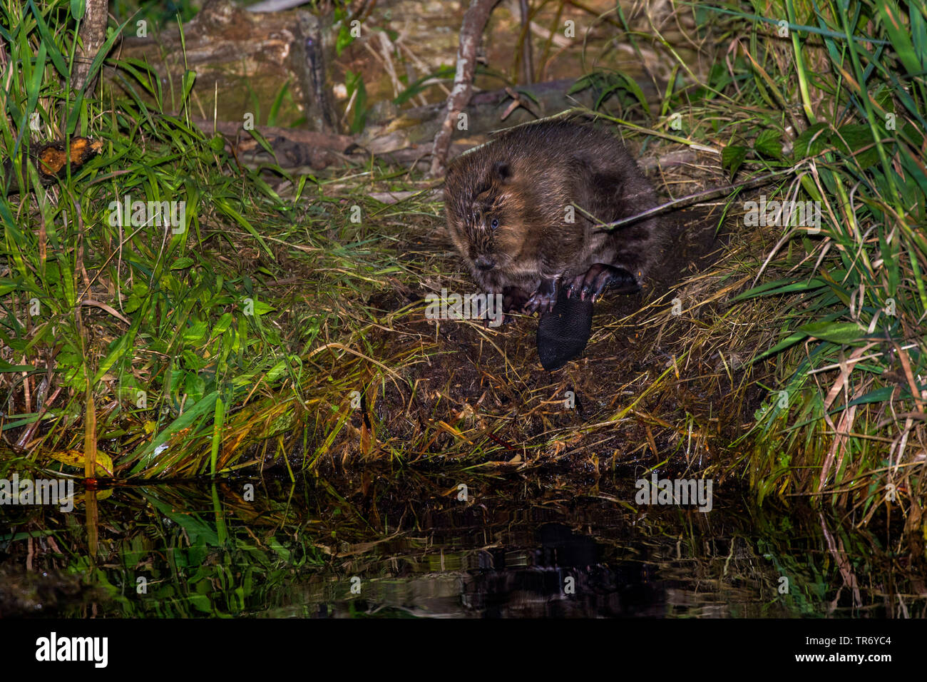Eurasian beaver, European beaver (Castor fiber), young beaver preening itself on the riverbank, Germany, Bavaria Stock Photo