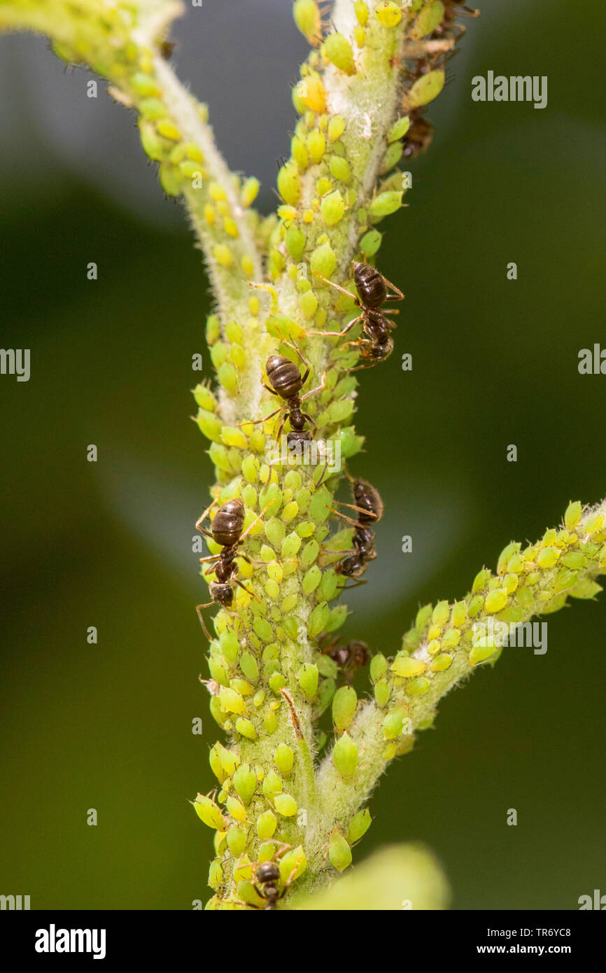 brown ant (Lasius brunneus), brown ant milking aphids in a colony on an apple tree twig, Germany, Bavaria, Isental Stock Photo