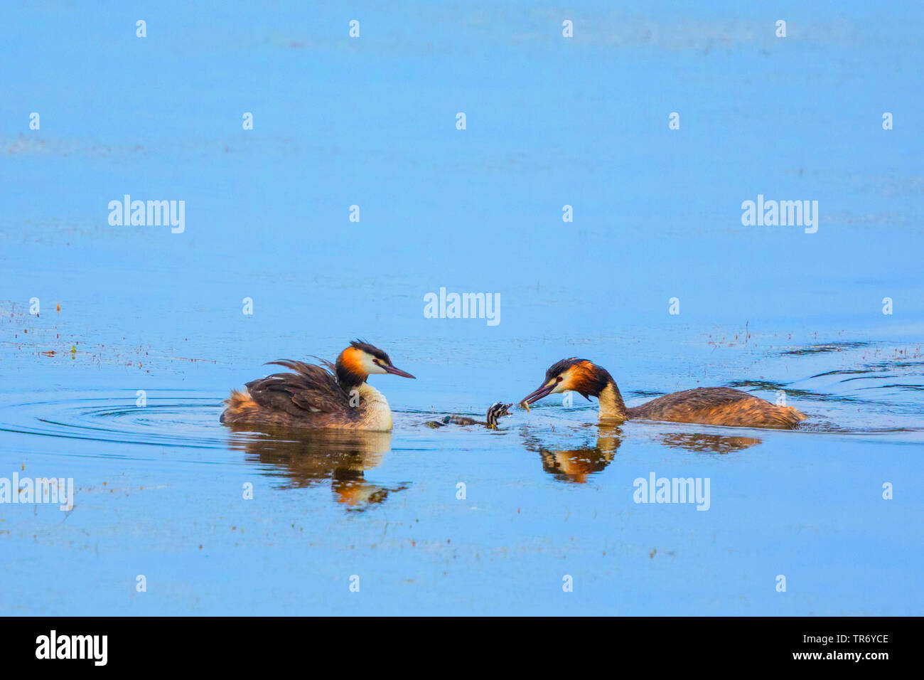 great crested grebe (Podiceps cristatus), pair with young bird, young bird be fed on fish, Germany, Bavaria Stock Photo