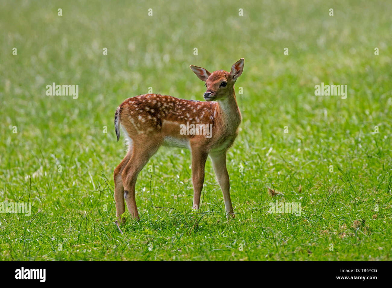 fallow deer (Dama dama, Cervus dama), calf standing allone in a meadow, Germany, Bavaria Stock Photo