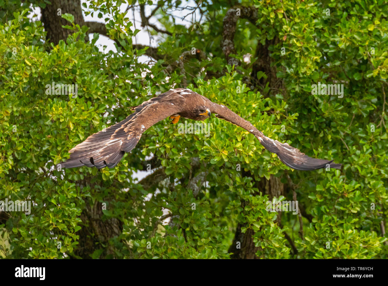 steppe eagle (Aquila nipalensis, Aquila rapax nipalensis), taking off from a tree Stock Photo