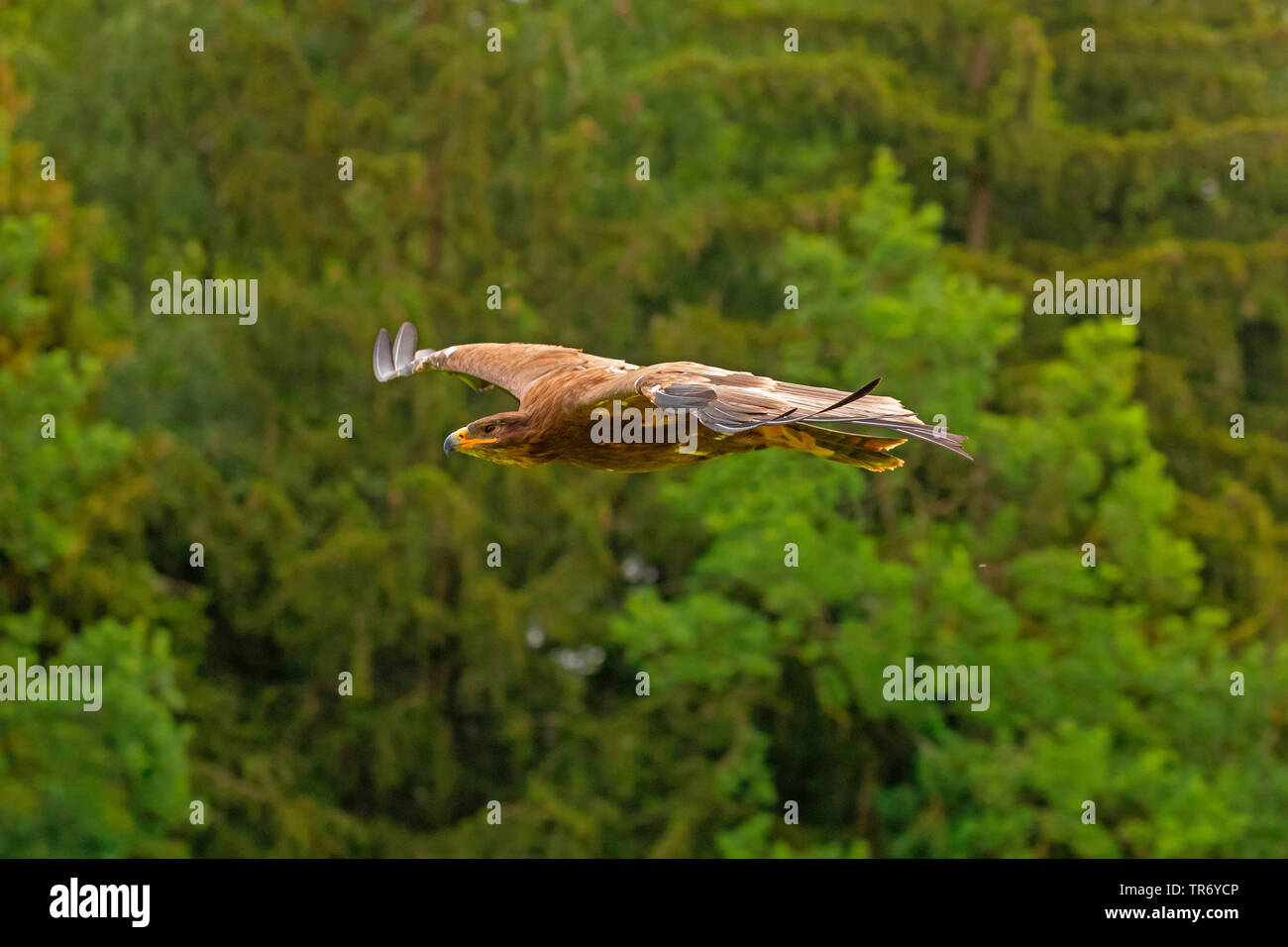 steppe eagle (Aquila nipalensis, Aquila rapax nipalensis), gliding in front of forest edge Stock Photo