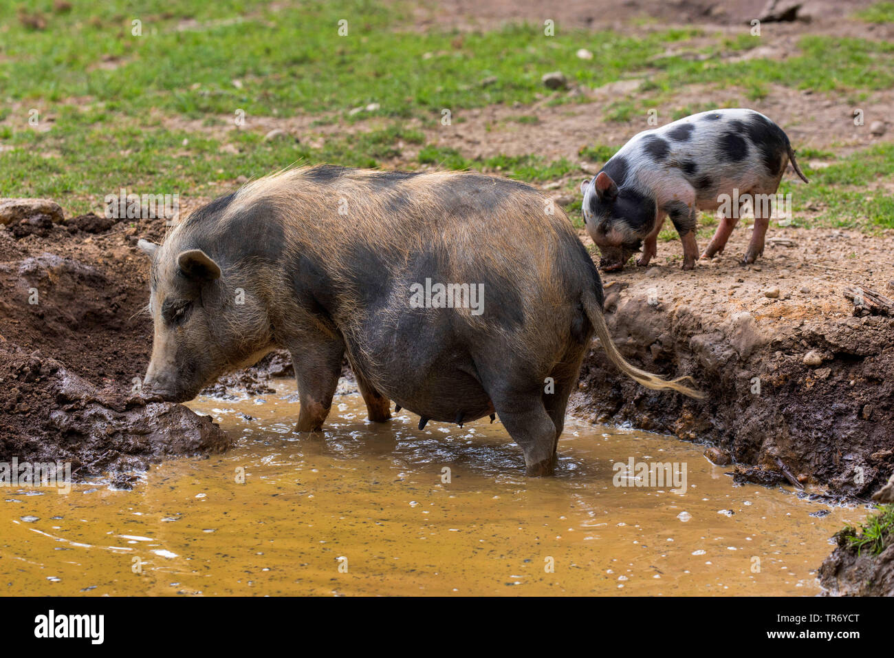 Vietnamese pot-bellied pig (Sus scrofa f. domestica), sow with shoat in the wallow Stock Photo