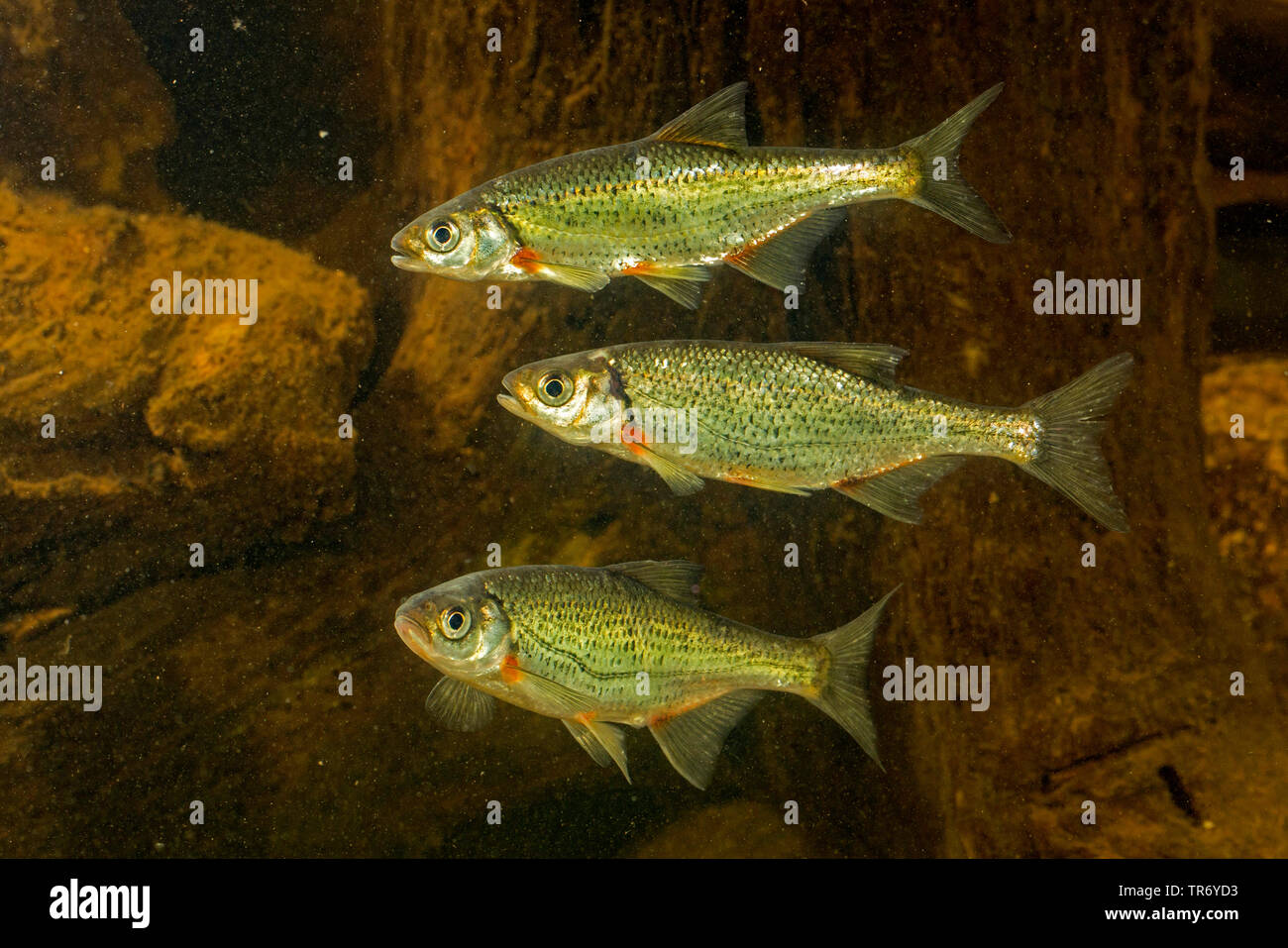 rudd (Scardinius erythrophthalmus), three swimming rudds, Germany Stock Photo