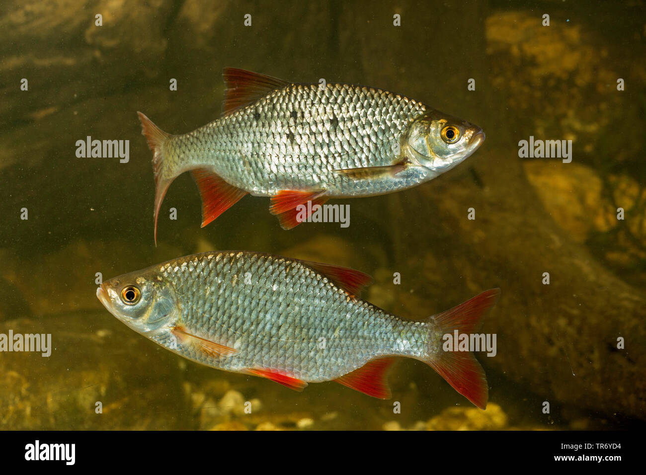 rudd (Scardinius erythrophthalmus), two swimming rudds, Germany Stock Photo