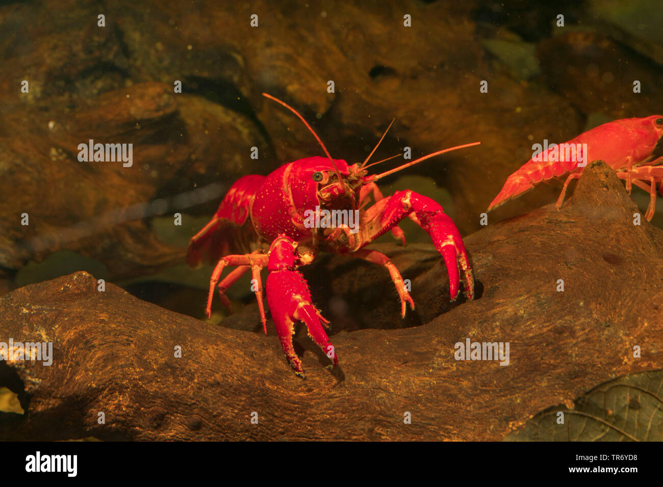 Louisiana red crayfish, red swamp crayfish, Louisiana swamp crayfish, red crayfish (Procambarus clarkii), male on dead wood, Germany Stock Photo