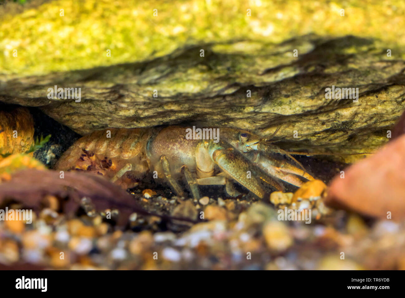 Stone crayfish, Torrent crayfish (Astacus torrentium, Austropotamobius torrentium, Potamobius torrentium, Astacus saxatilis), female with young crayfishes under the abdomen, Germany Stock Photo