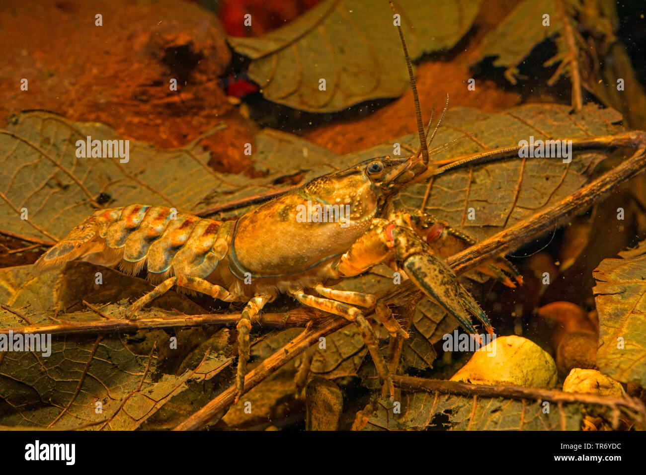 Spinycheek crayfish, American crayfish, American river crayfish, Striped crayfish (Orconectes limosus, Cambarus affinis), under water on foliage, Germany Stock Photo