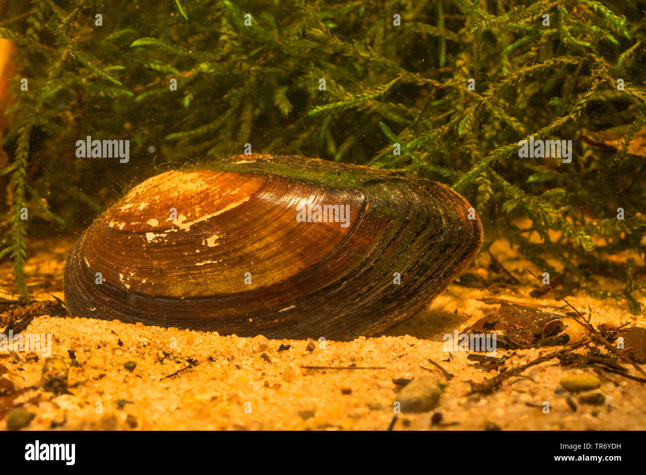 Common pond mussel, duck mussel (Anodonta anatina), on the pond bottom, Germany Stock Photo