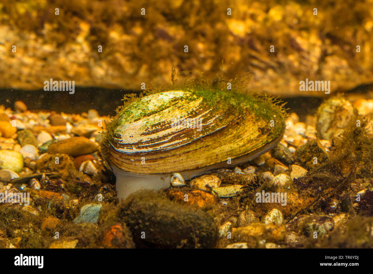 River mussel unio crassus hires stock photography and images Alamy