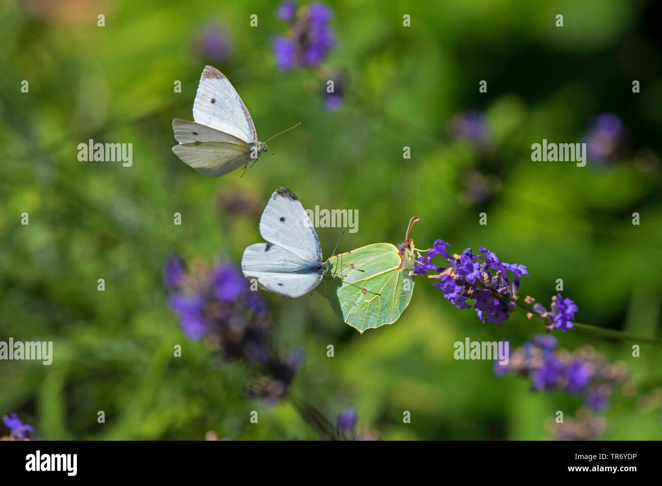 brimstone (Gonepteryx rhamni), female is persecuted by two white butterfly males, Germany, Bavaria, Isental Stock Photo