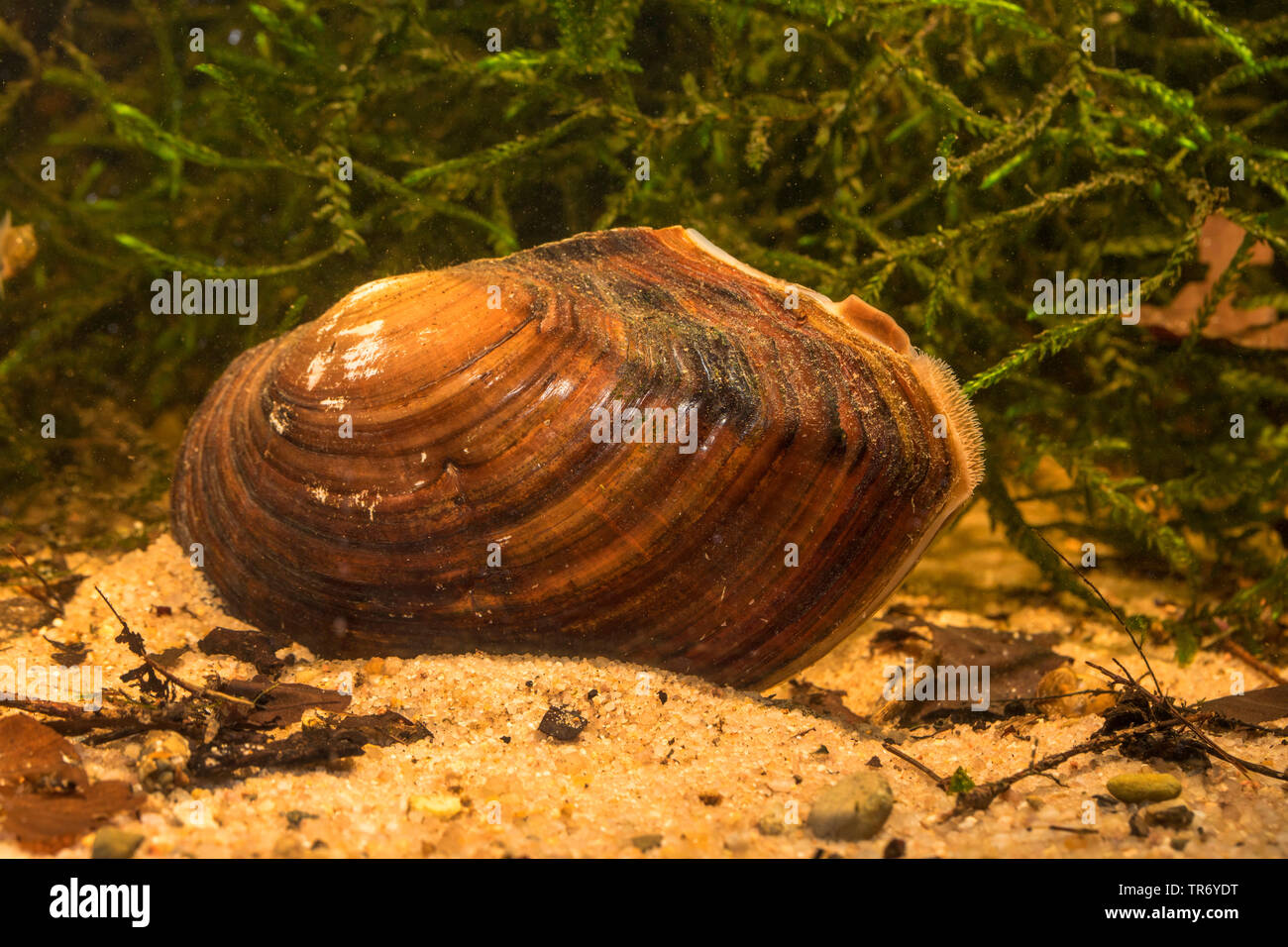 swan mussel (Anodonta cygnea), on the bottom of the body of water, Germany Stock Photo
